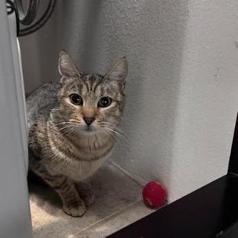 Mikki, a Adoptable Domestic Short Hair in Santa Barbara, CA image 4/6