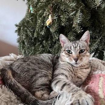 Mikki, a Adoptable Domestic Short Hair in Santa Barbara, CA image 5/6