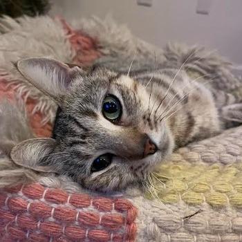 Mikki, a Adoptable Domestic Short Hair in Santa Barbara, CA image 6/6