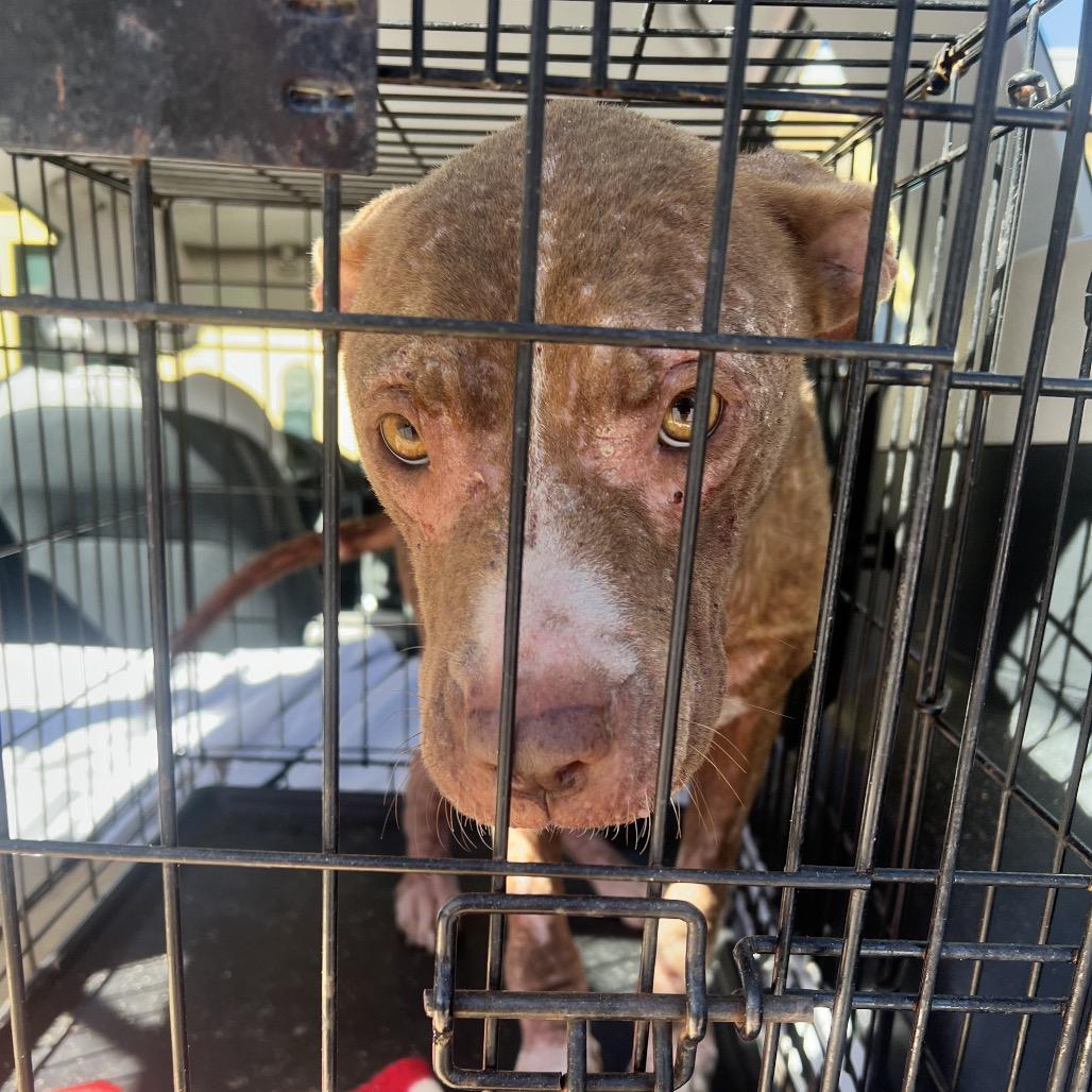 Clementine, Adoptable, Adult Female Mixed Breed.