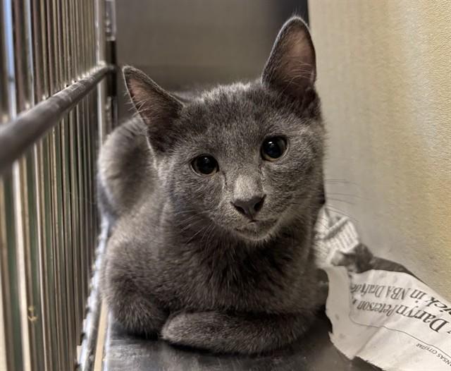 LINT, Adoptable, Kitten Male Domestic Short Hair.