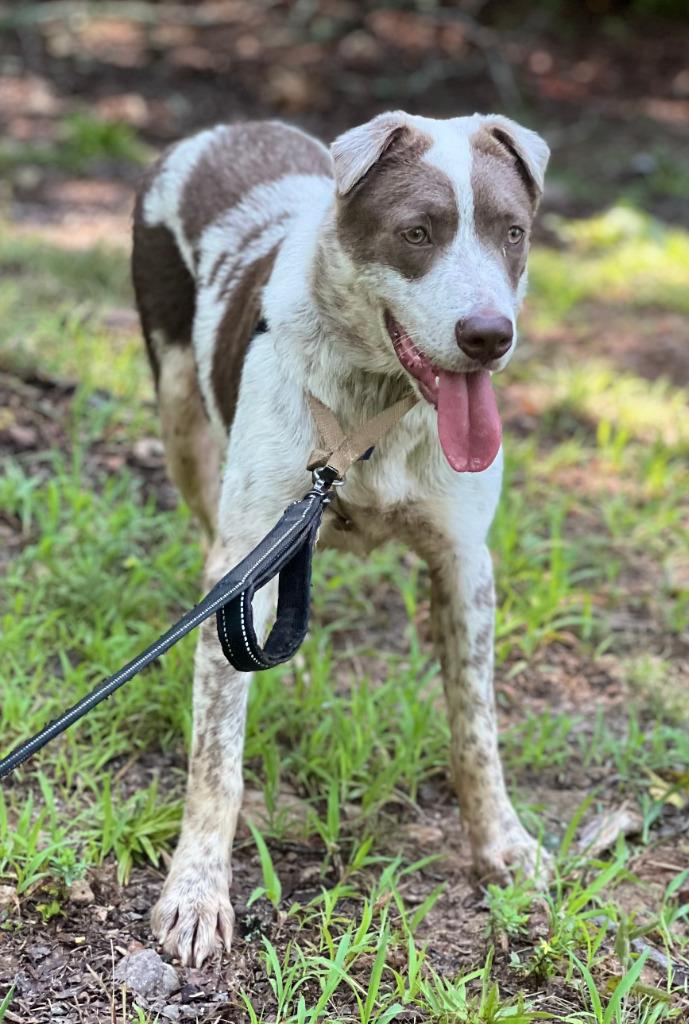 Haven, a Adoptable mixed breed in Ellijay, GA image 1/5