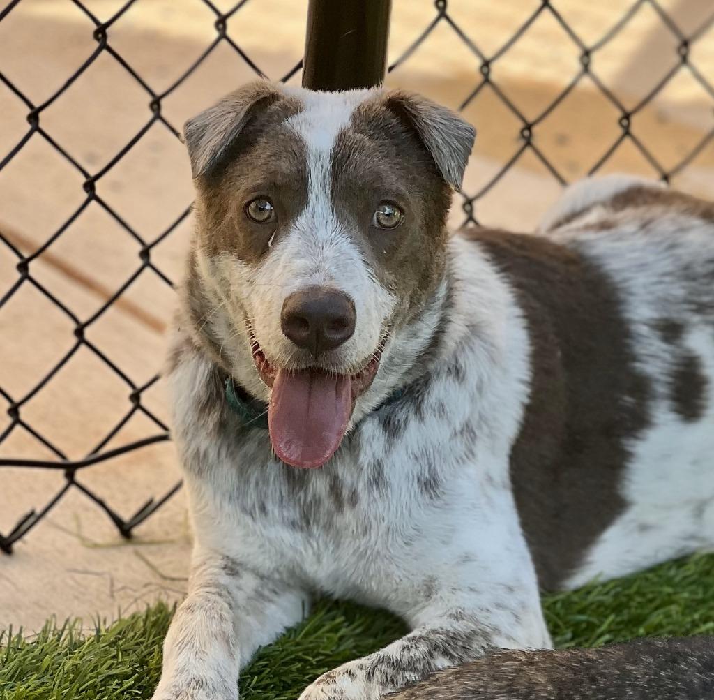 Haven, a Adoptable mixed breed in Ellijay, GA image 2/5