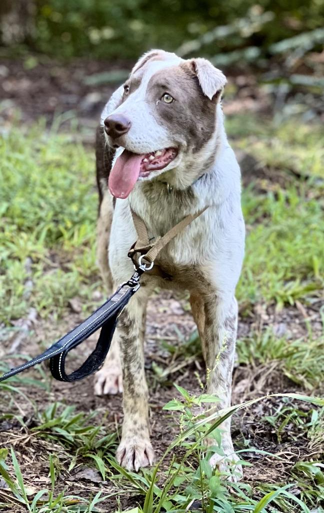 Haven, a Adoptable mixed breed in Ellijay, GA image 3/5