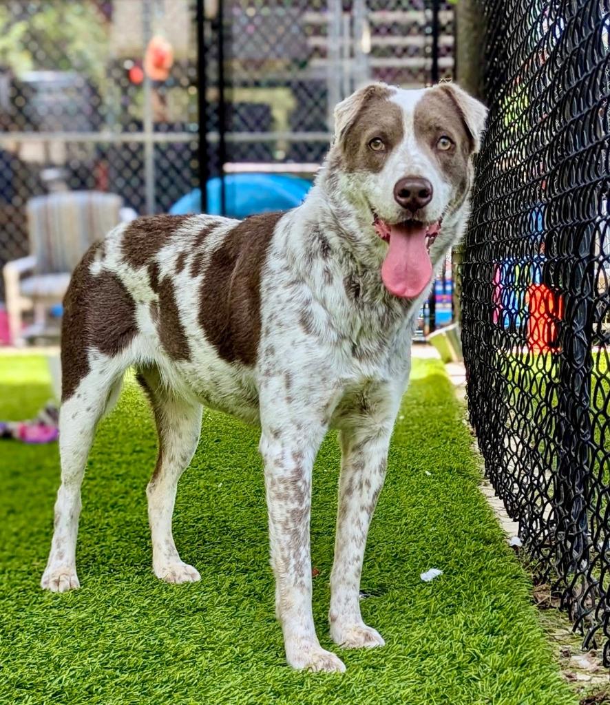 Haven, a Adoptable mixed breed in Ellijay, GA image 4/5