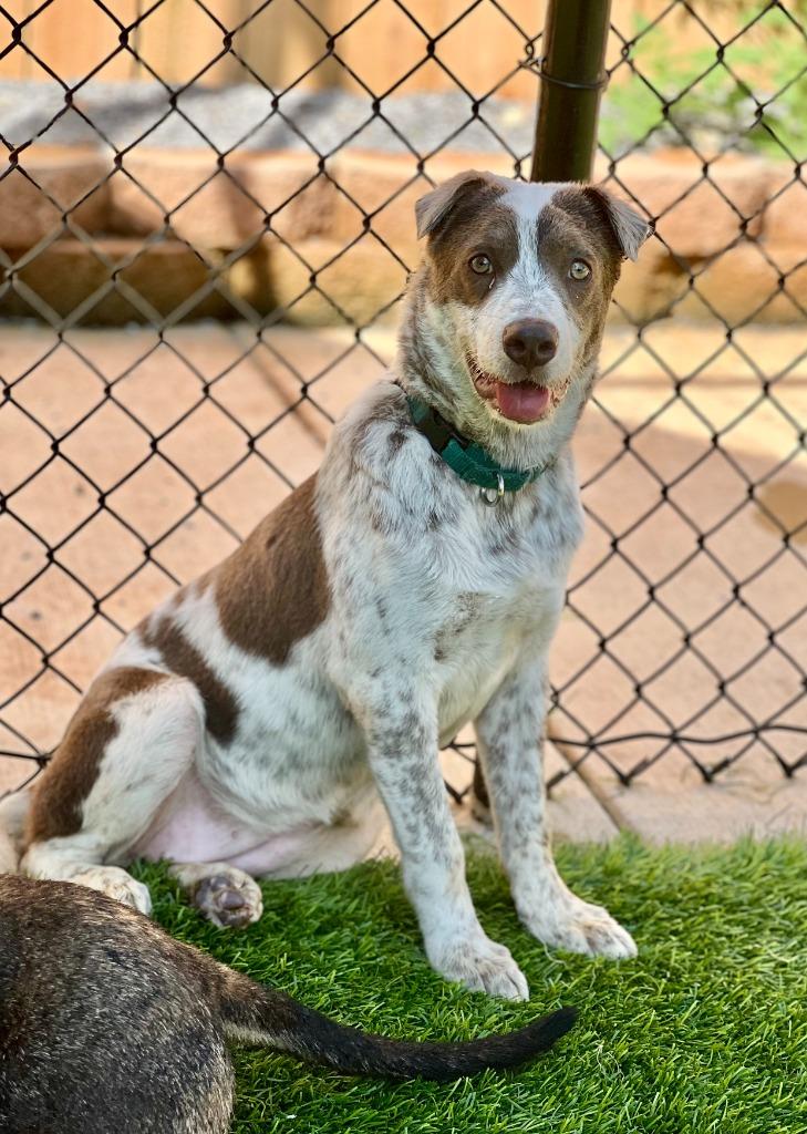 Haven, a Adoptable mixed breed in Ellijay, GA image 5/5