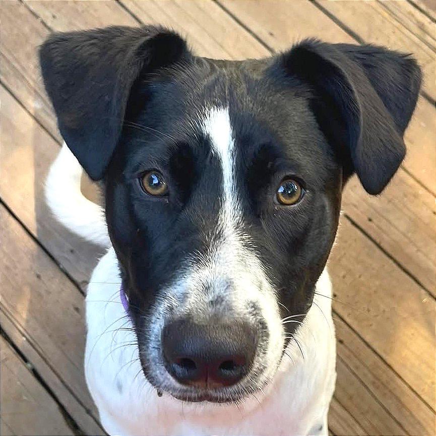 Enlarge Rascal, a Adoptable Mixed Breed in Redwood Valley, CA image 1/6