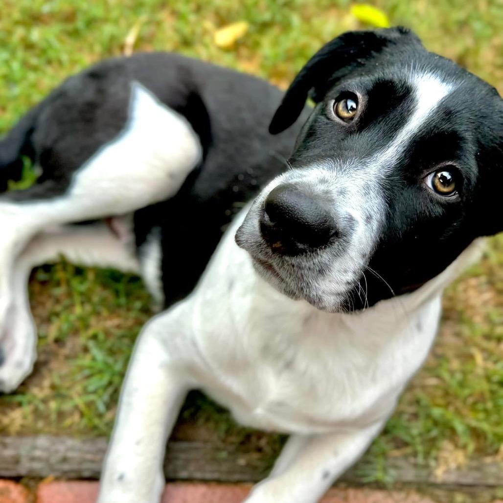 Rascal, a Adoptable Mixed Breed in Redwood Valley, CA image 1/6