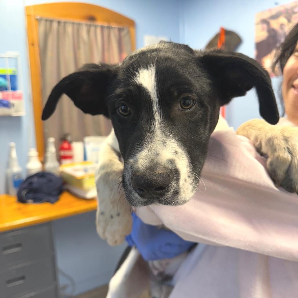 Rascal, a Adoptable Mixed Breed in Redwood Valley, CA image 2/6