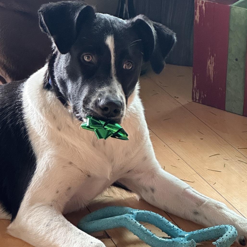 Rascal, a Adoptable Mixed Breed in Redwood Valley, CA image 4/6
