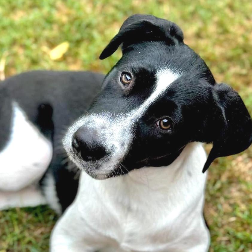 Rascal, a Adoptable Mixed Breed in Redwood Valley, CA image 5/6