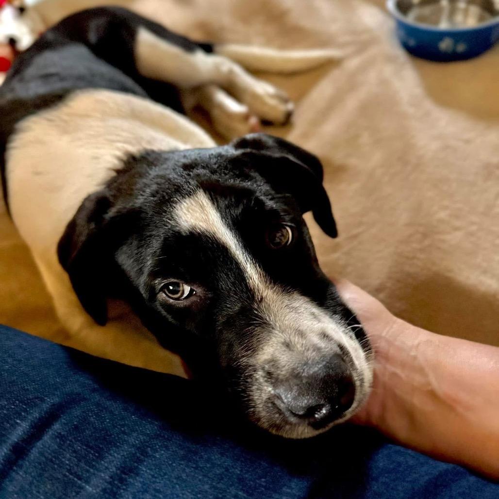 Rascal, a Adoptable Mixed Breed in Redwood Valley, CA image 6/6