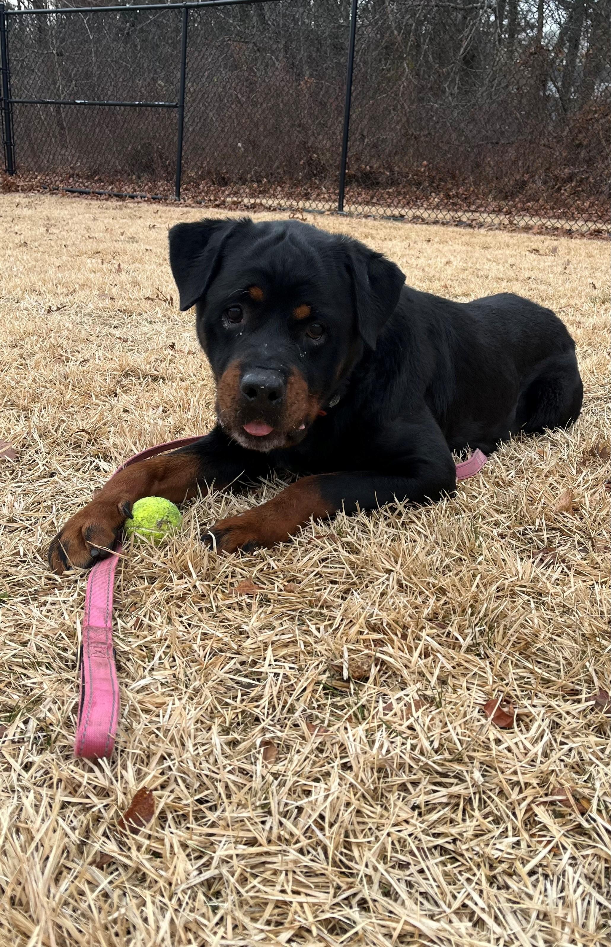 Enlarge Legend, an adopted Rottweiler in East Northport, NY image 2/2