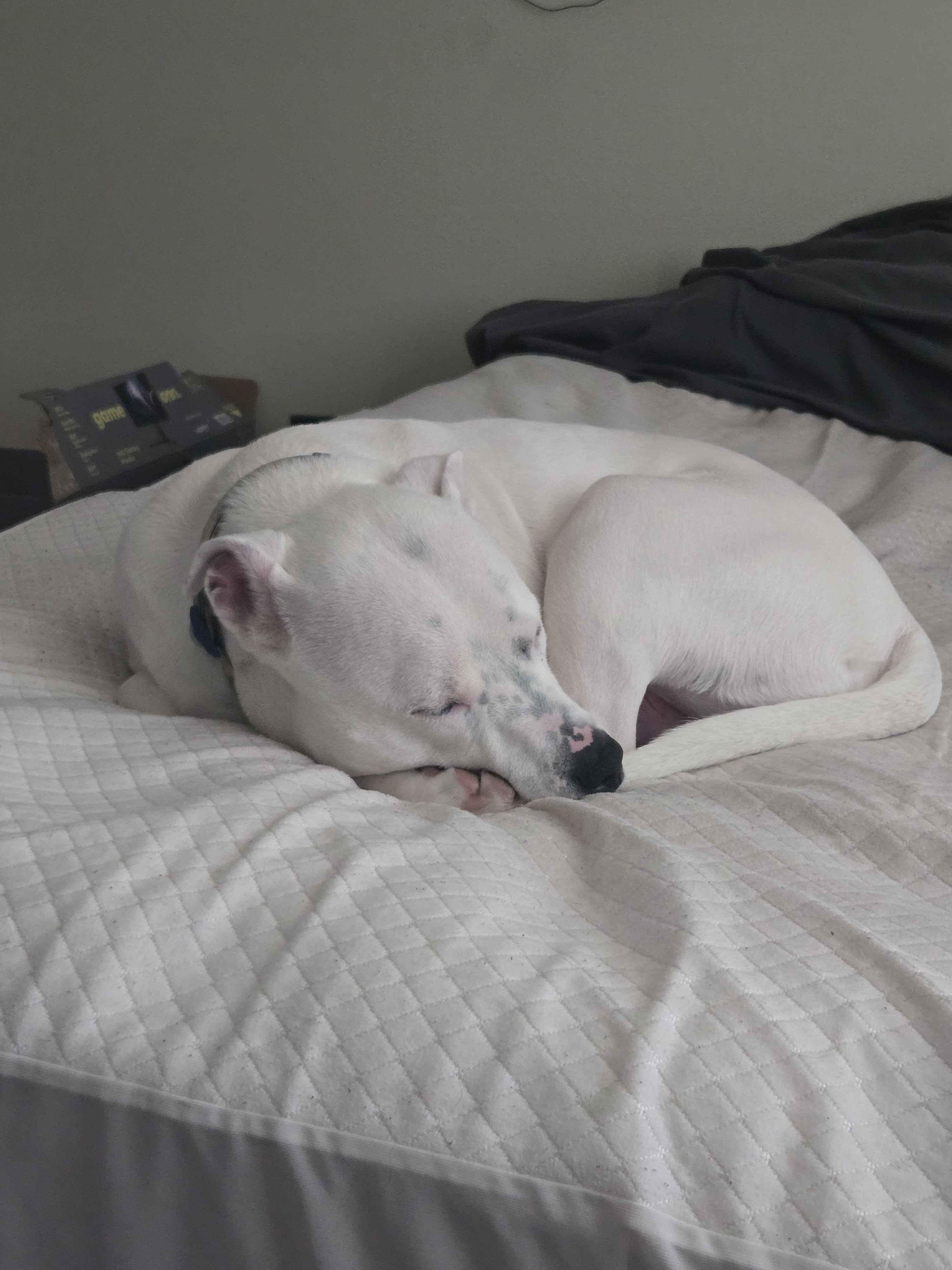 **COURTESY LISTING** Speck