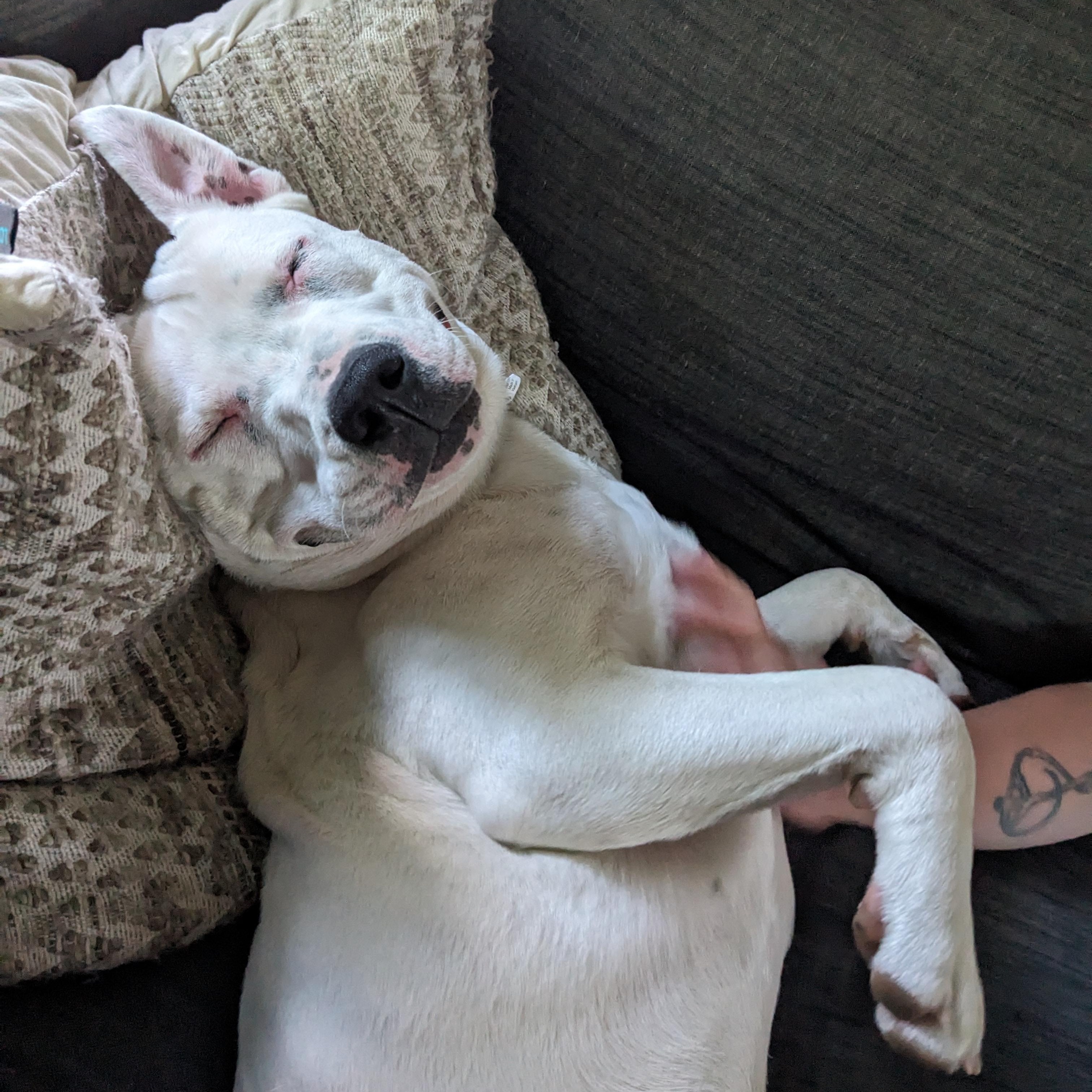 **COURTESY LISTING** Speck, an adoptable Pit Bull Terrier in Moscow, ID, 83843 | Photo Image 2