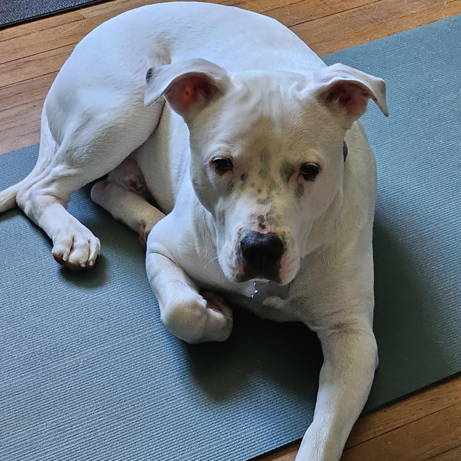 **COURTESY LISTING** Speck, an adoptable Pit Bull Terrier in Moscow, ID, 83843 | Photo Image 4