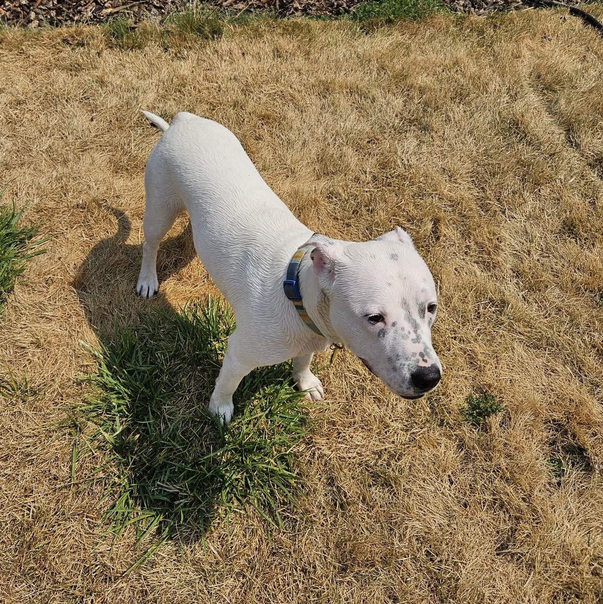 **COURTESY LISTING** Speck, an adoptable Pit Bull Terrier in Moscow, ID, 83843 | Photo Image 5