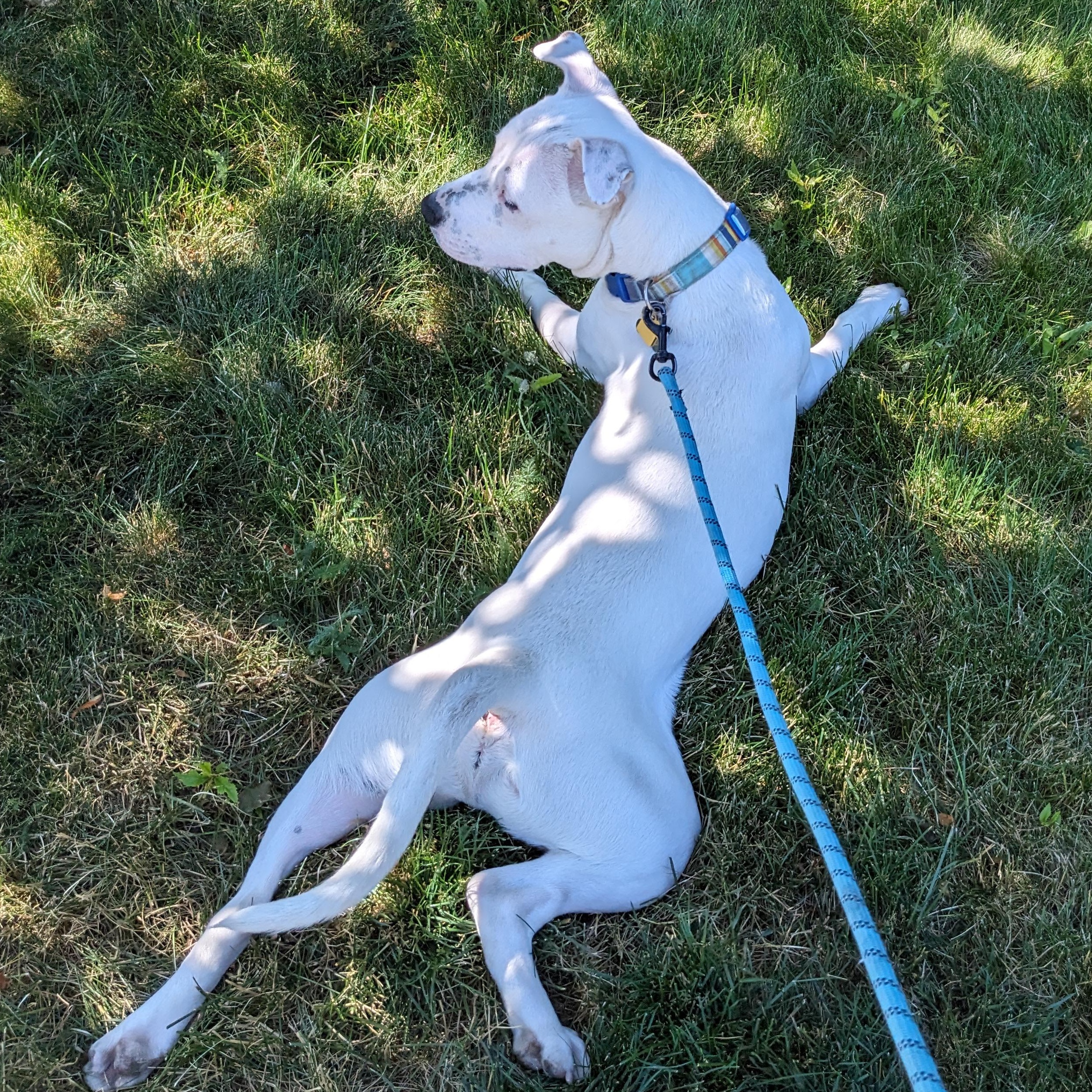 **COURTESY LISTING** Speck, an adoptable Pit Bull Terrier in Moscow, ID, 83843 | Photo Image 3