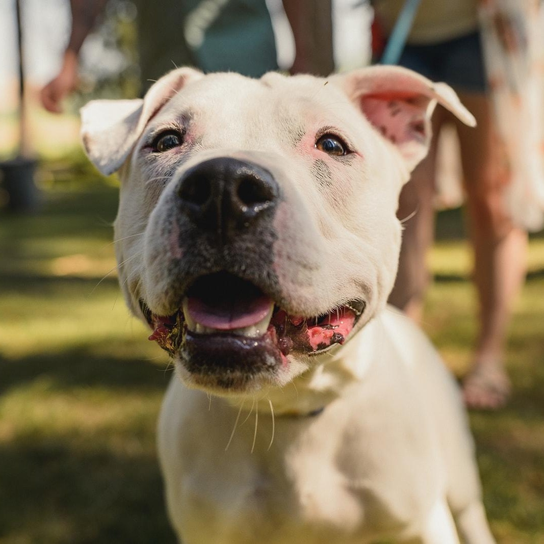 **COURTESY LISTING** Speck, an adoptable Pit Bull Terrier in Moscow, ID, 83843 | Photo Image 1