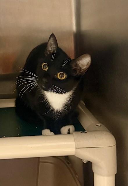 Speck, a Adoptable Domestic Short Hair in Parsippany, NJ image 1/2