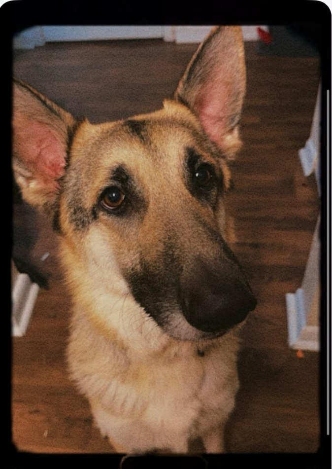 Max, a Adoptable German Shepherd Dog in Panama City, FL image 5/6