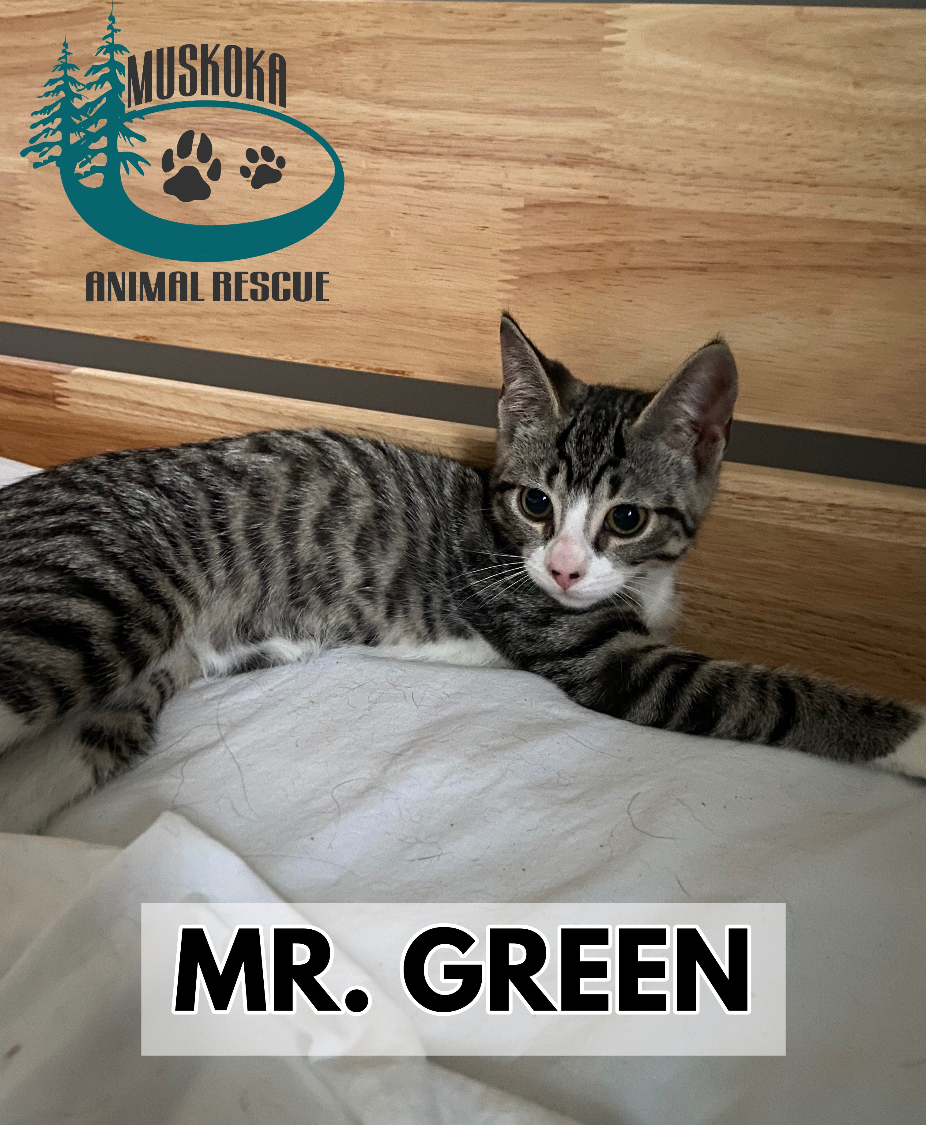Mr. Green