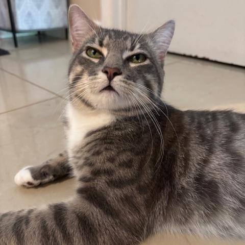 Chunk, ADOPTABLE, Adult Male Domestic Short Hair.