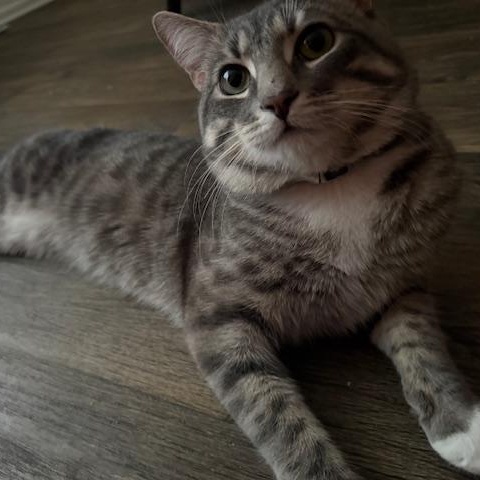 Enlarge Chunk, a ADOPTABLE Domestic Short Hair in Greensboro, NC image 2/2