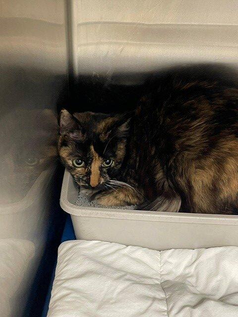 Enlarge Popcorn, a Adoptable Domestic Long Hair in Jackson, LA image 1/1