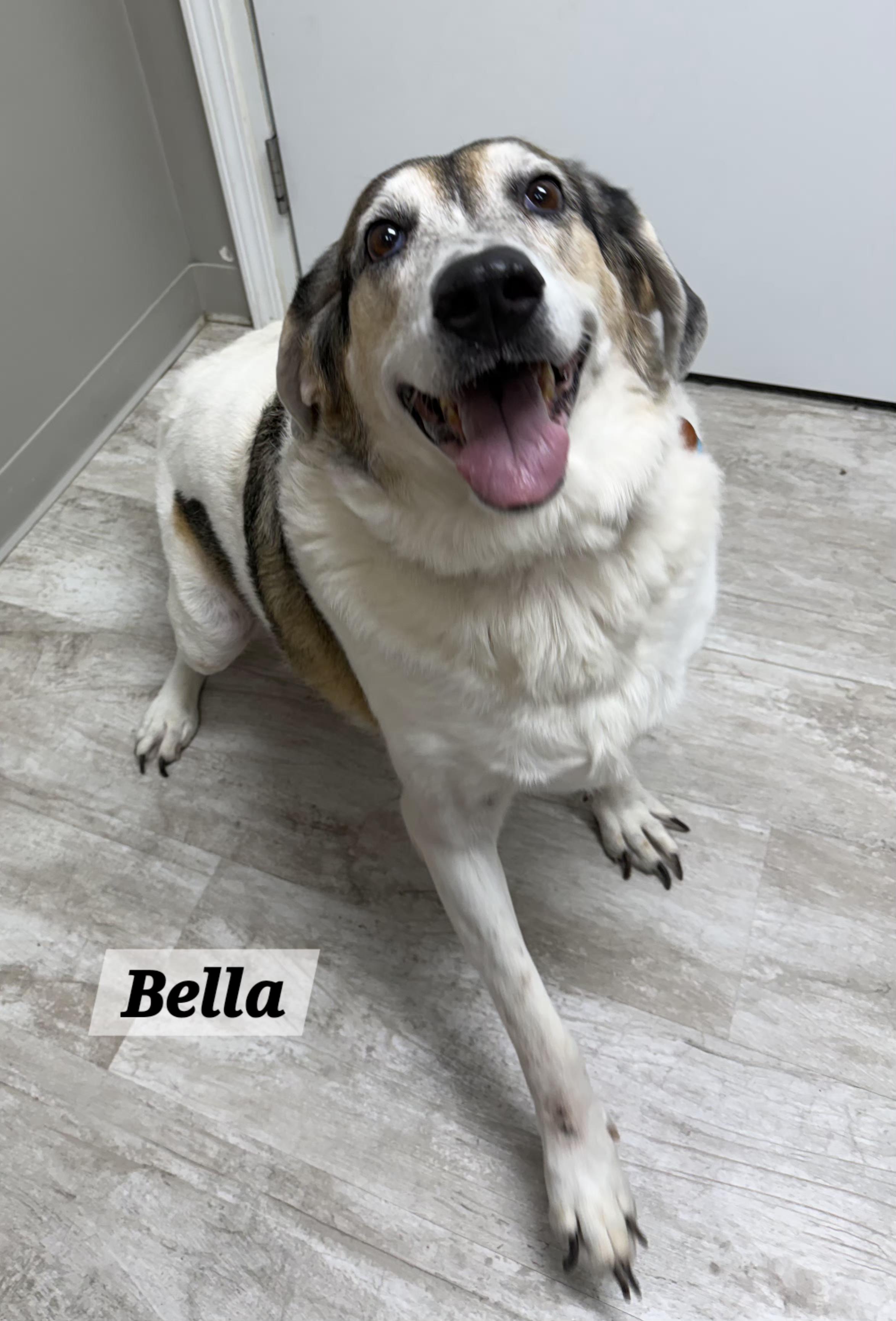 Bella, ADOPTABLE, Adult Female Coonhound.