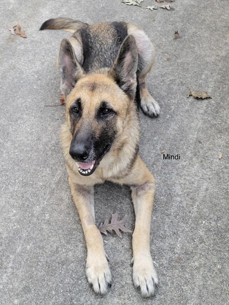 Mindi, Adoptable, Young Female German Shepherd Dog.