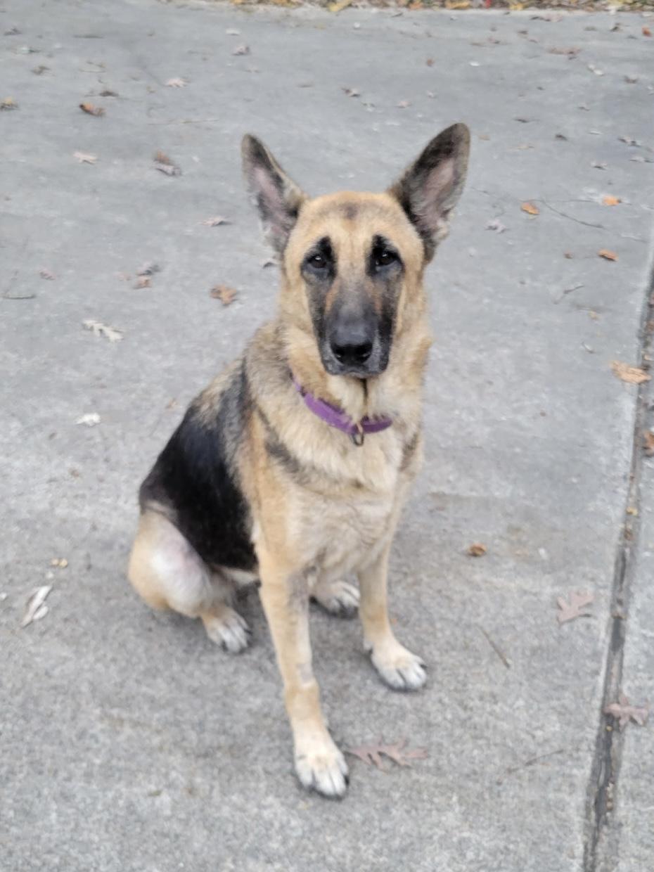 Enlarge Mindi, a Adoptable German Shepherd Dog in Rome, GA image 2/2