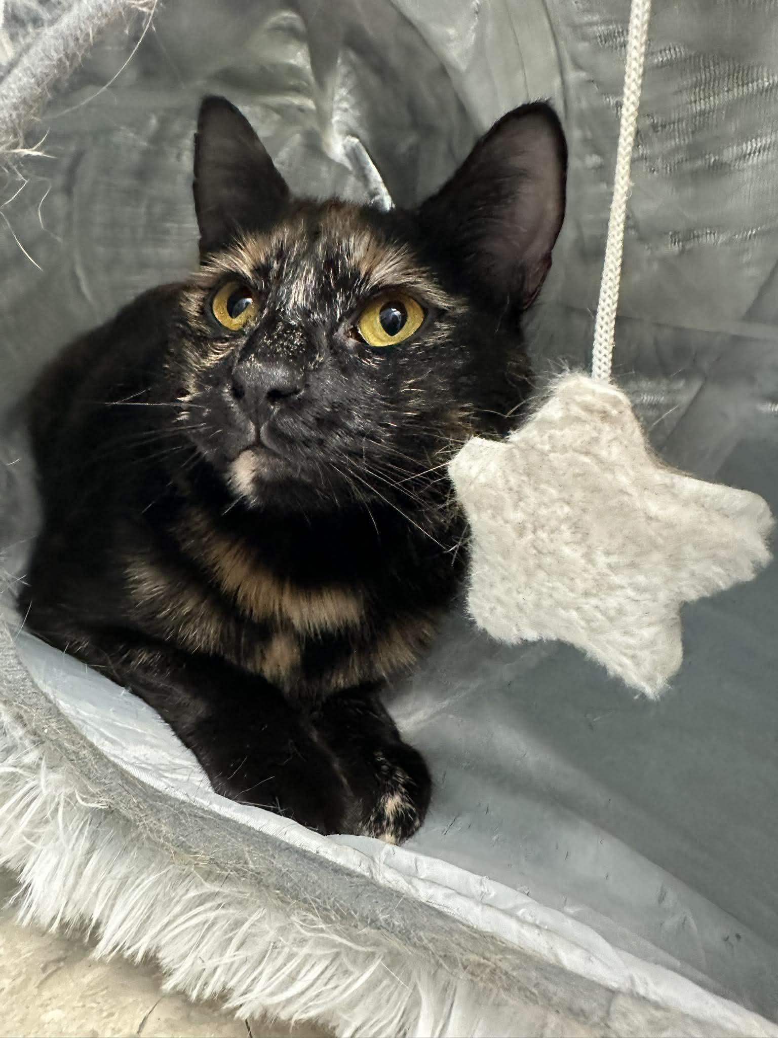 Ember, a Adoptable Domestic Short Hair in Rochester, NY image 5/5