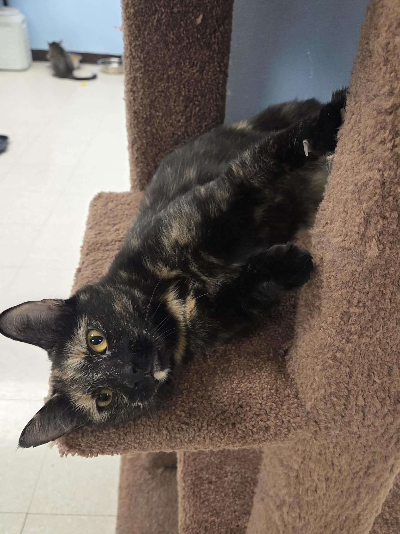 Ember, a Adoptable Domestic Short Hair in Rochester, NY image 4/5