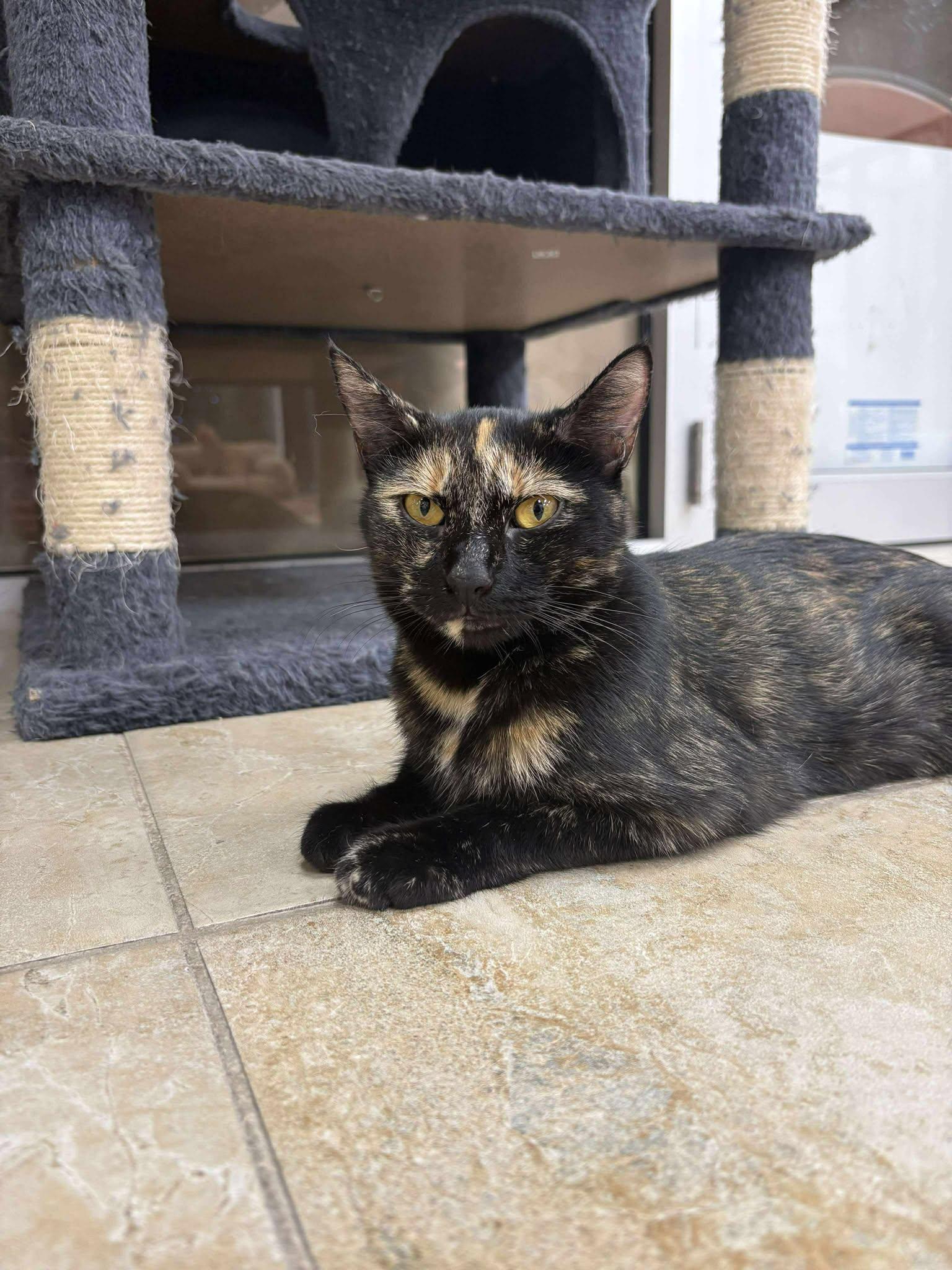 Enlarge Ember, a Adoptable Domestic Short Hair in Rochester, NY image 2/5