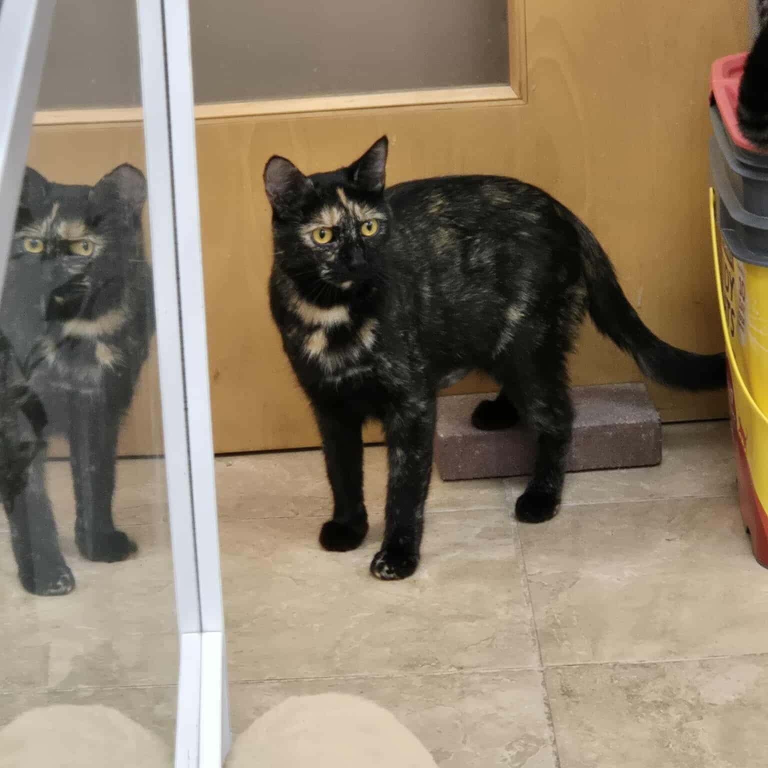 Enlarge Ember, a Adoptable Domestic Short Hair in Rochester, NY image 3/5