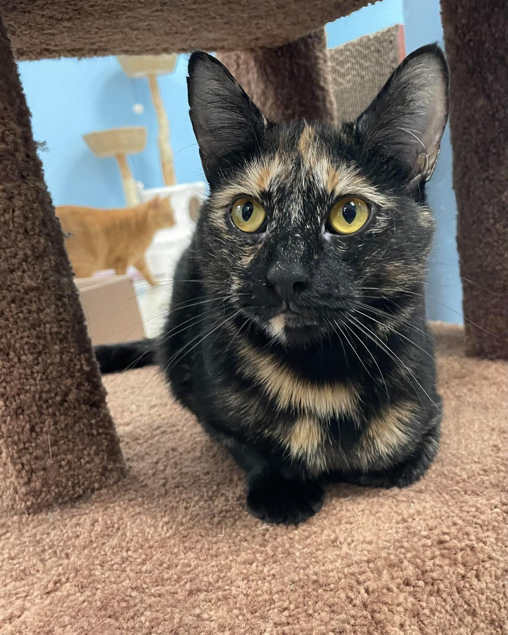 Ember, Adoptable, Young Female Domestic Short Hair.