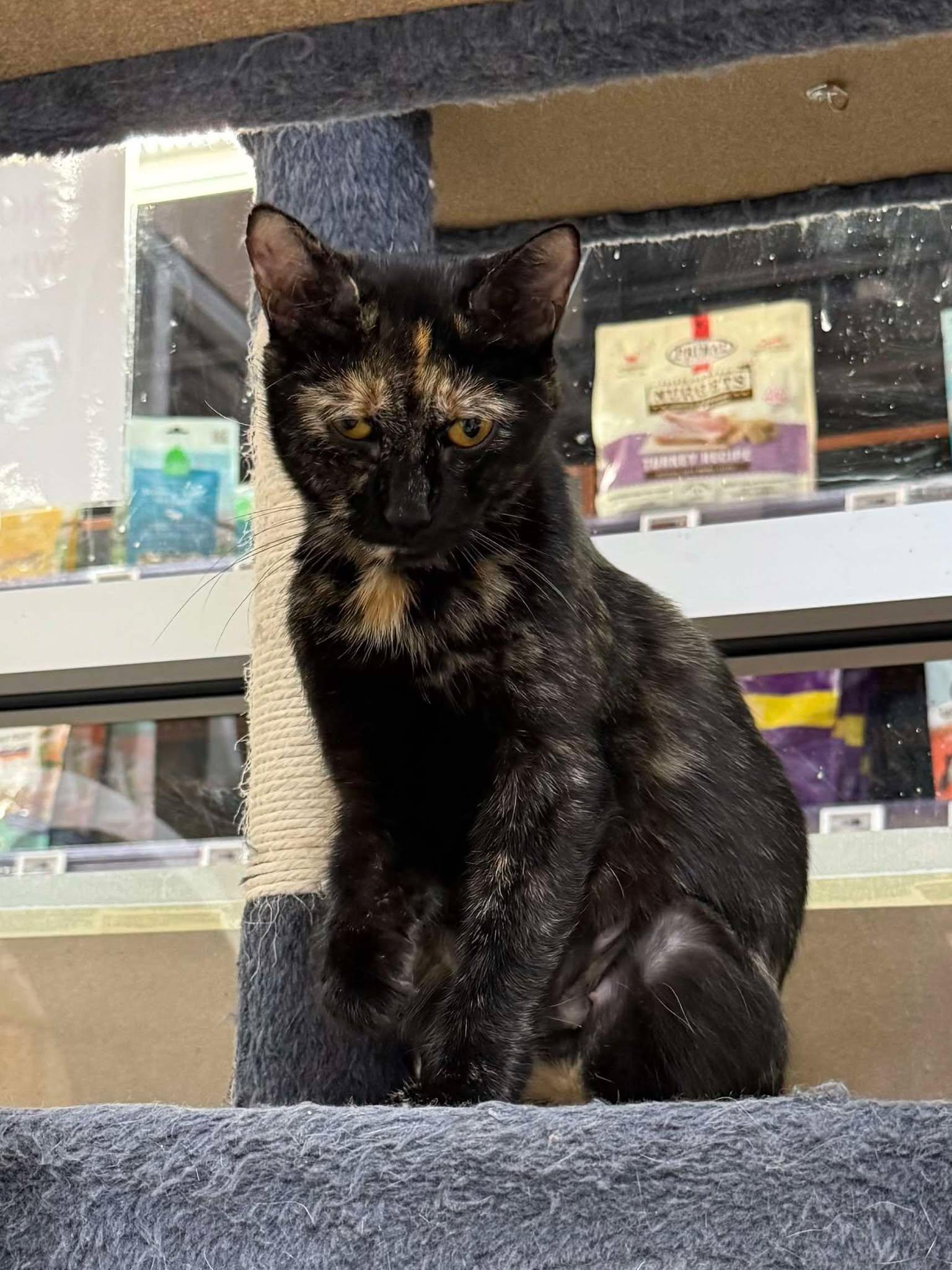 Enlarge Ember, a Adoptable Domestic Short Hair in Rochester, NY image 4/5