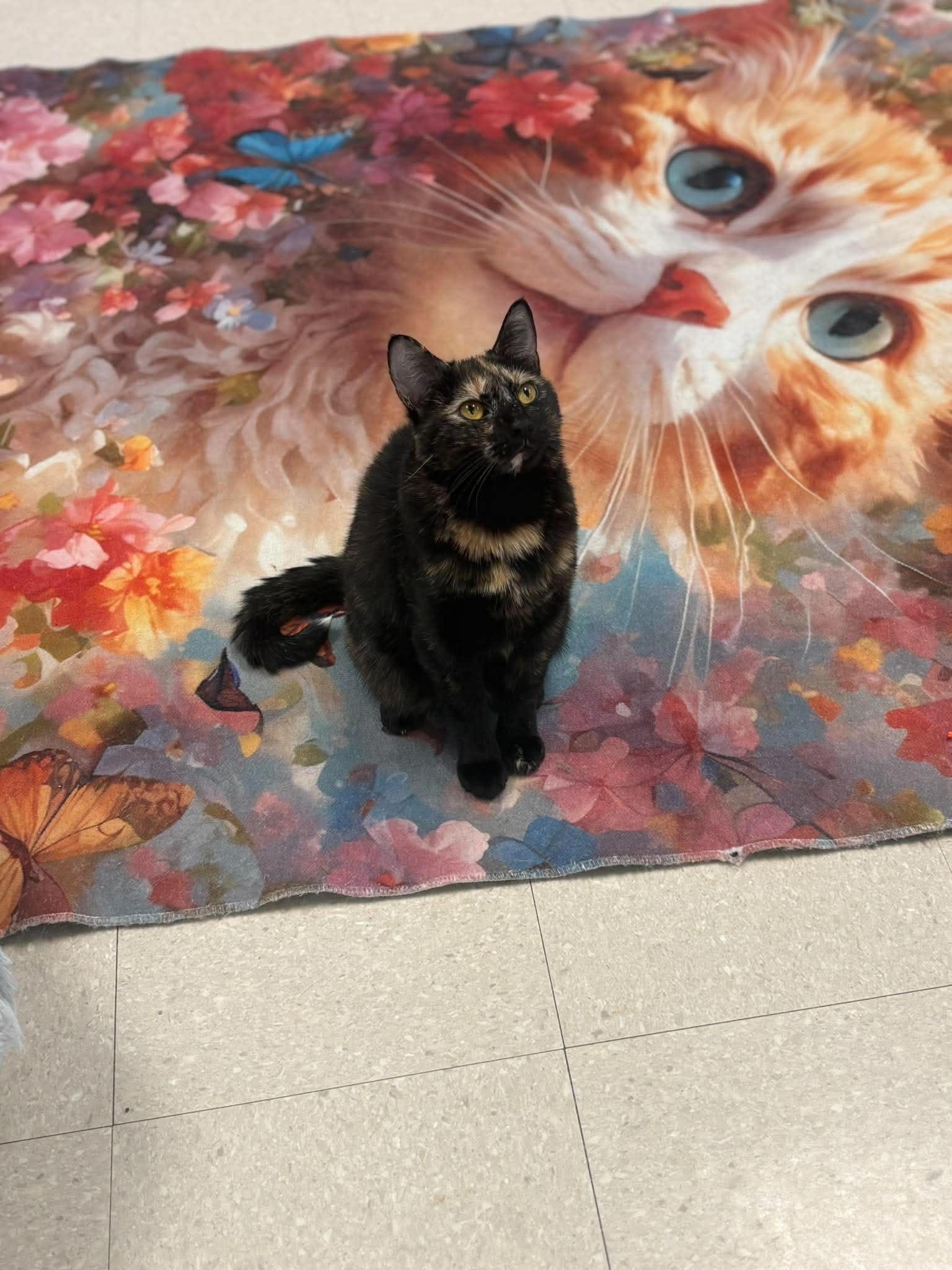 Ember, a Adoptable Domestic Short Hair in Rochester, NY image 3/5