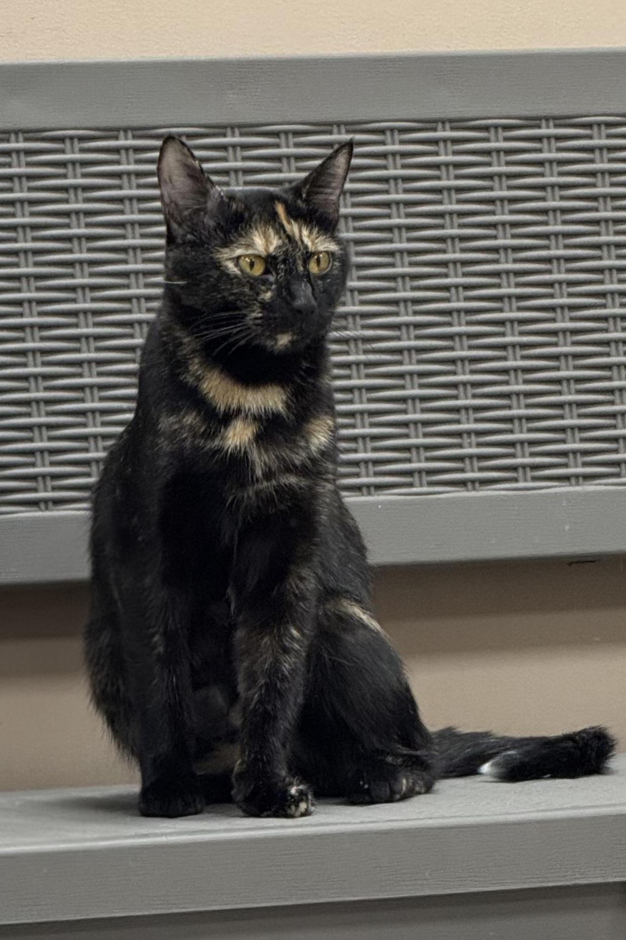 Ember, Adoptable, Young Female Domestic Short Hair.