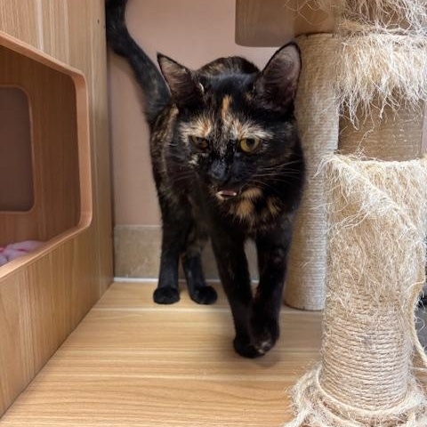 Enlarge Ember, a Adoptable Domestic Short Hair in Rochester, NY image 5/5