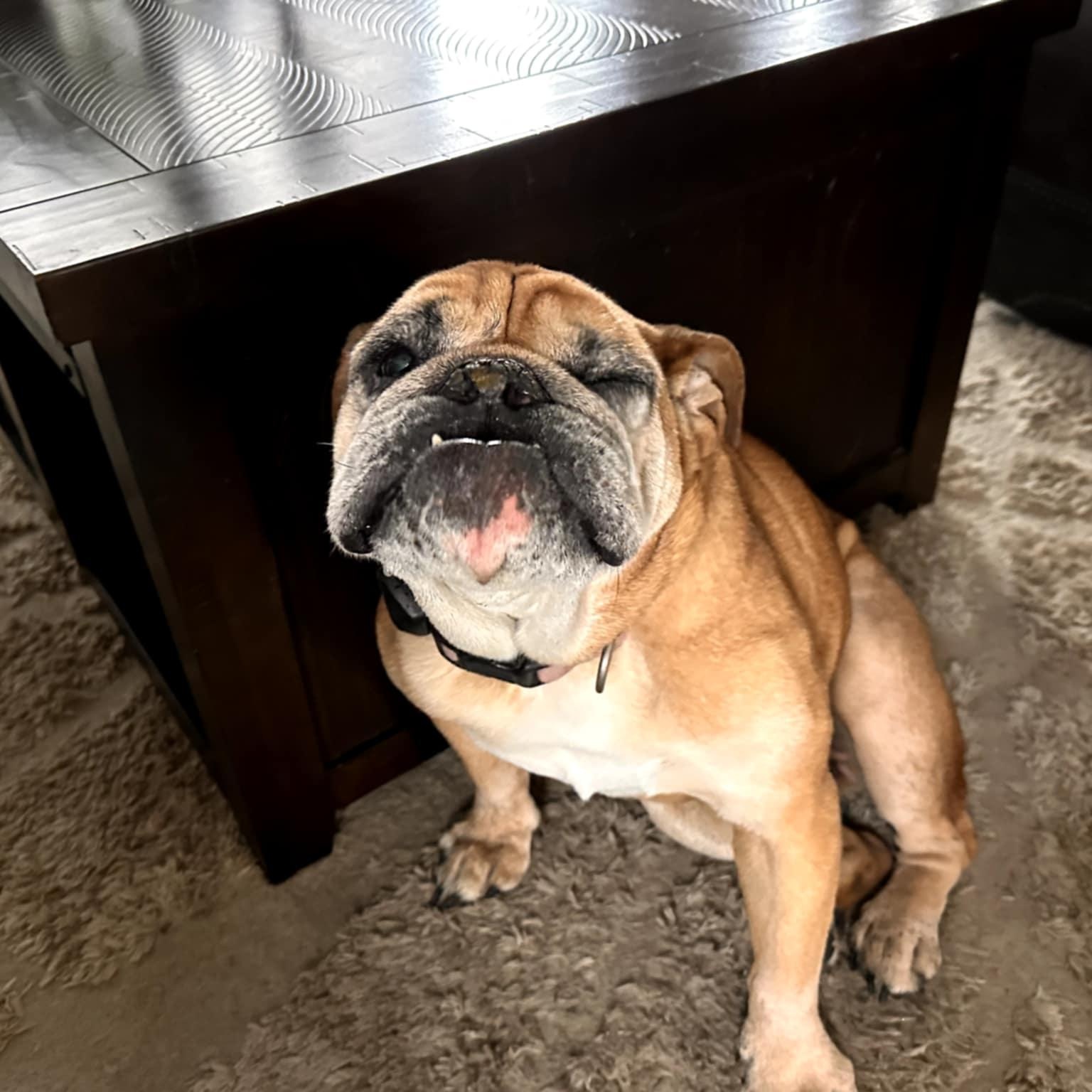 Gracie