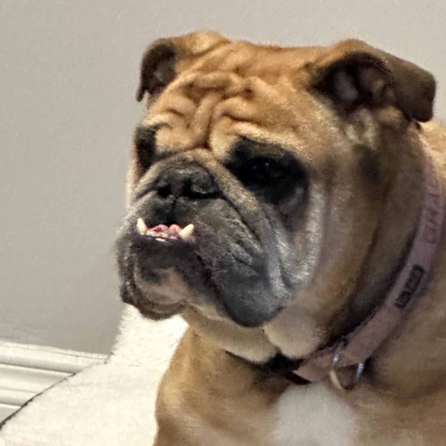 Gracie