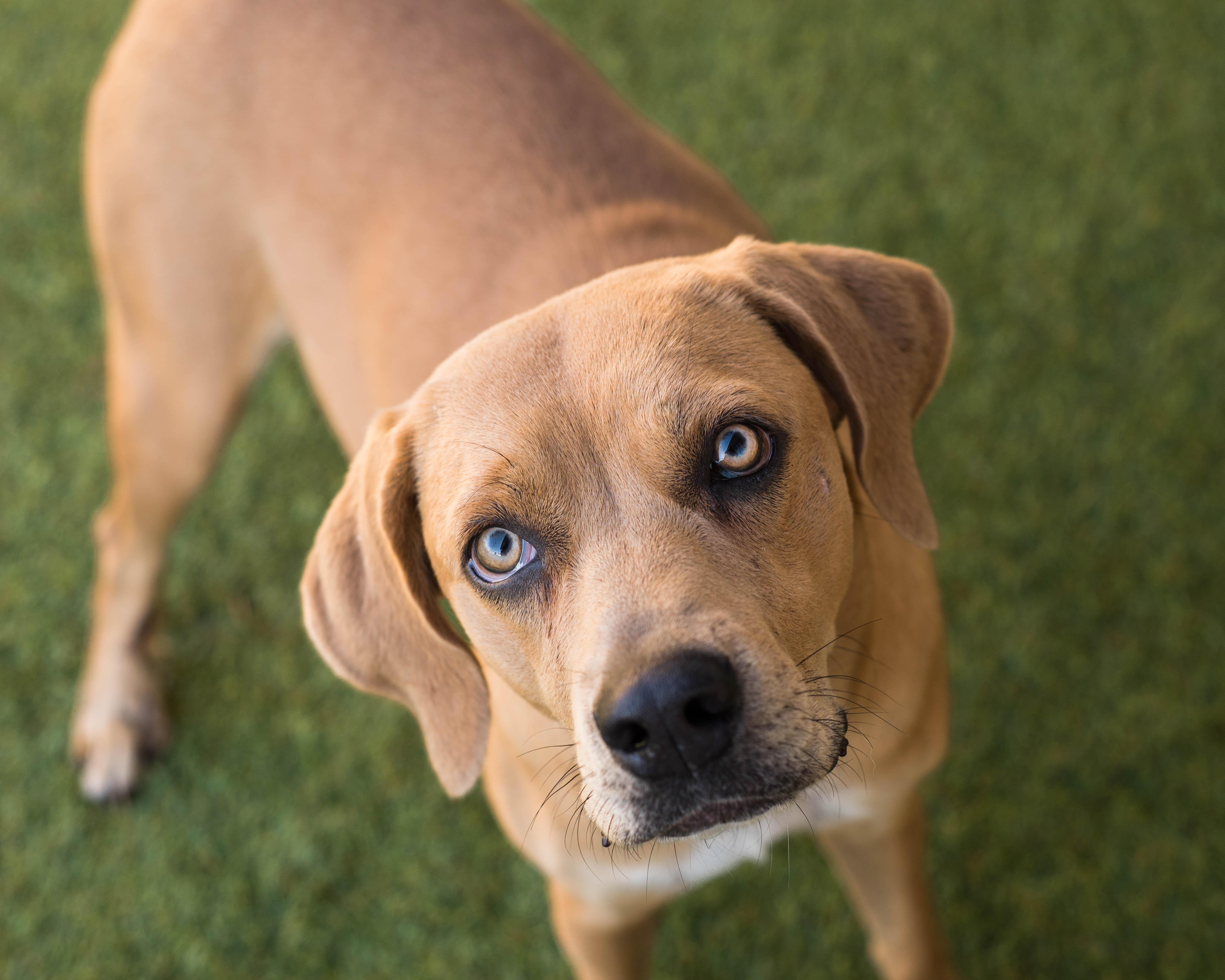 Enlarge Josephine, an adoptable mixed breed in Mont Belvieu, TX image 1/3