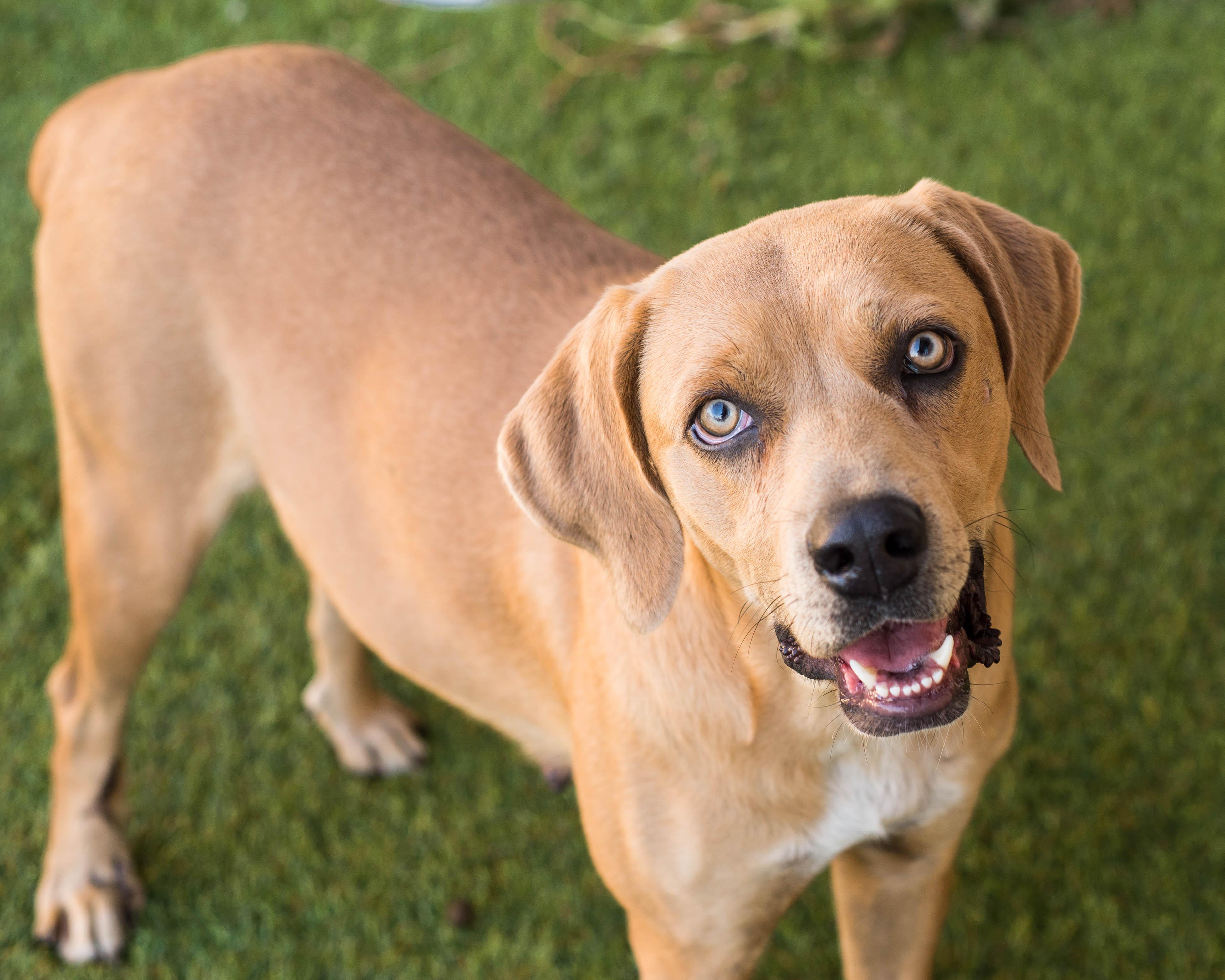 Enlarge Josephine, an adoptable mixed breed in Mont Belvieu, TX image 2/3