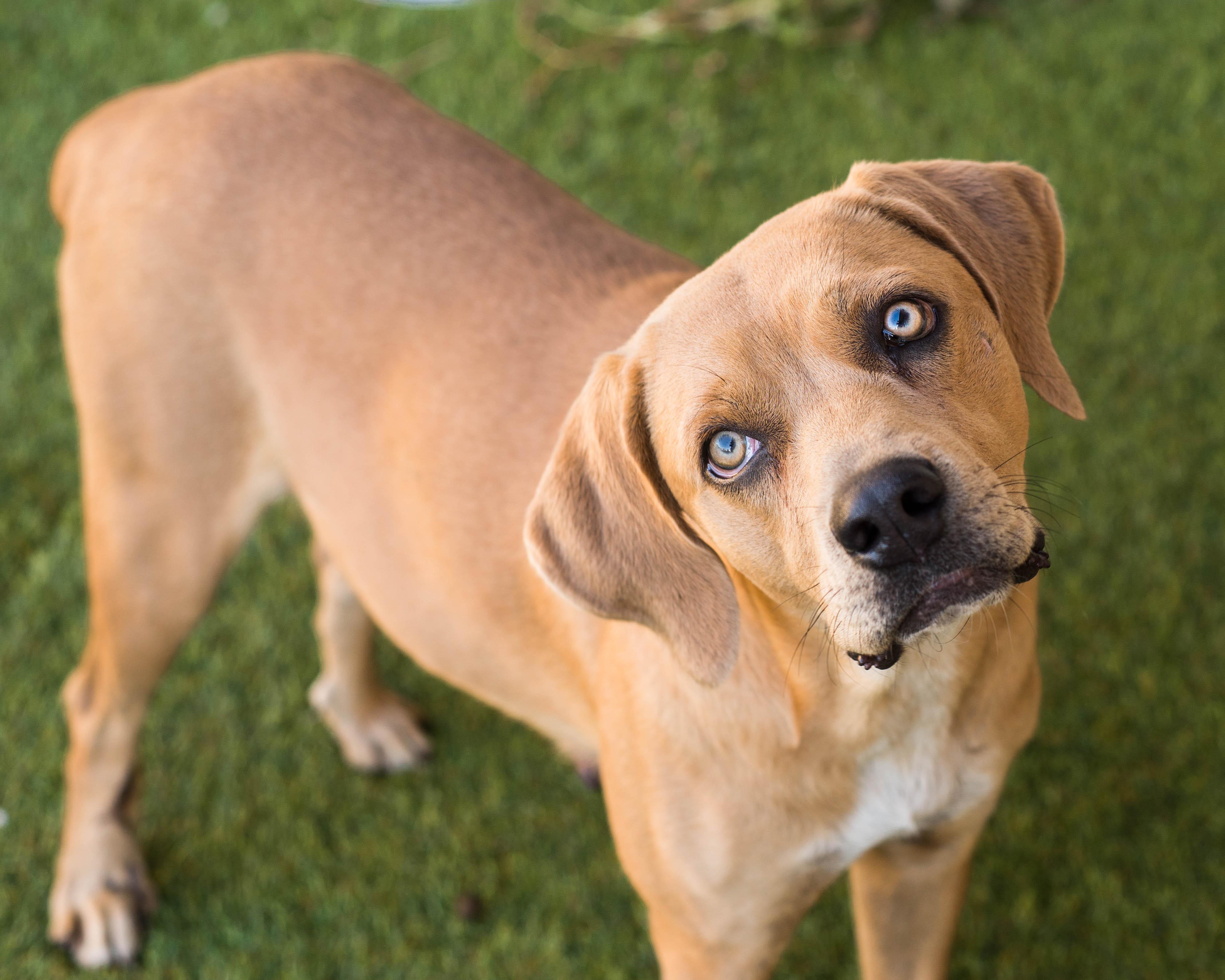 Enlarge Josephine, an adoptable mixed breed in Mont Belvieu, TX image 3/3