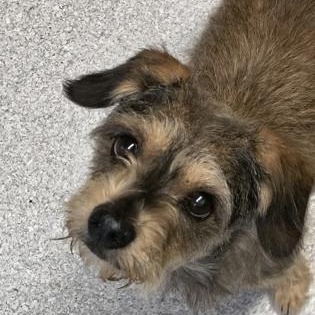 Hawk , adopted, Adult Male Fox Terrier.