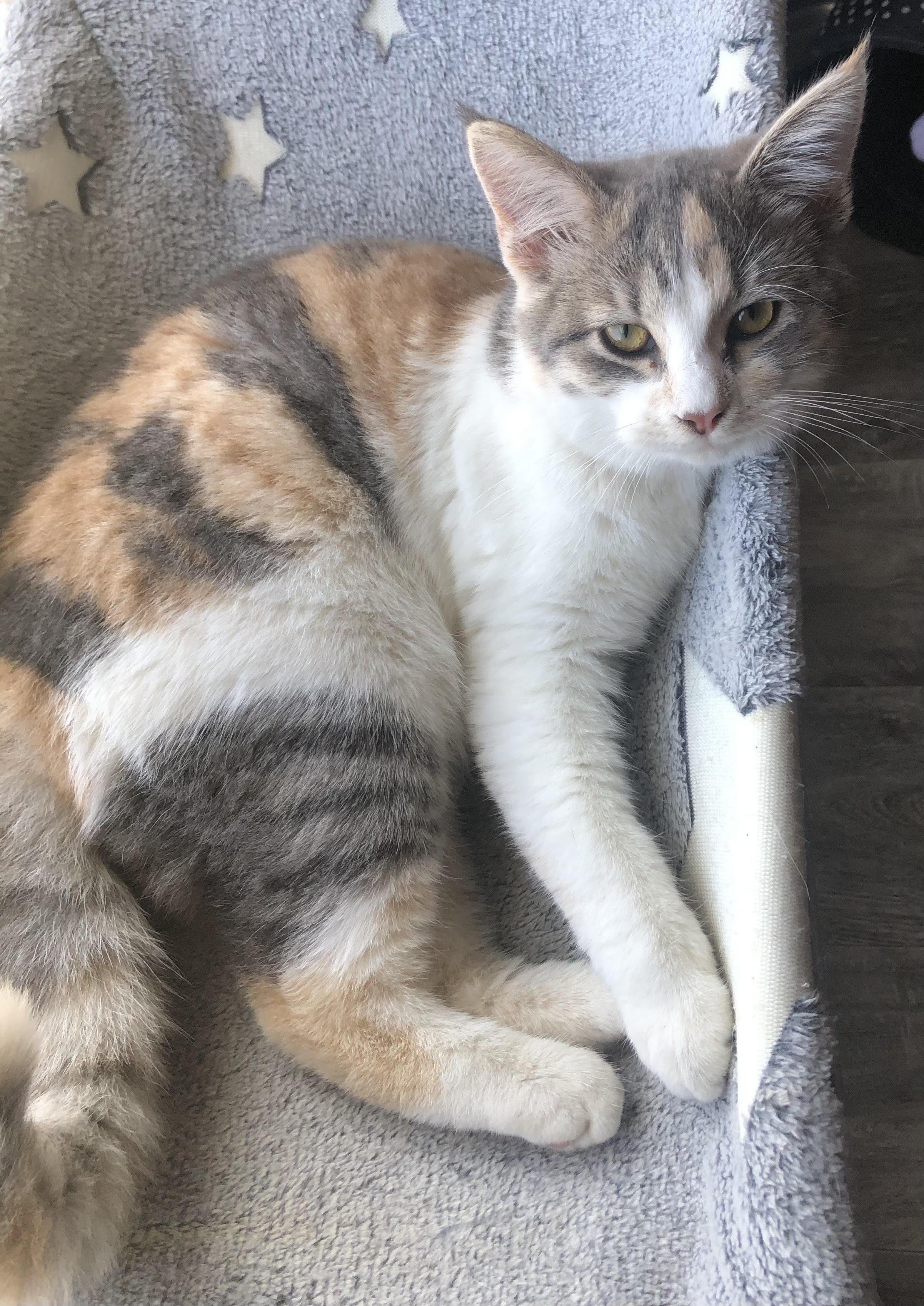 Hazel, Adoptable, Young Female Dilute Calico.