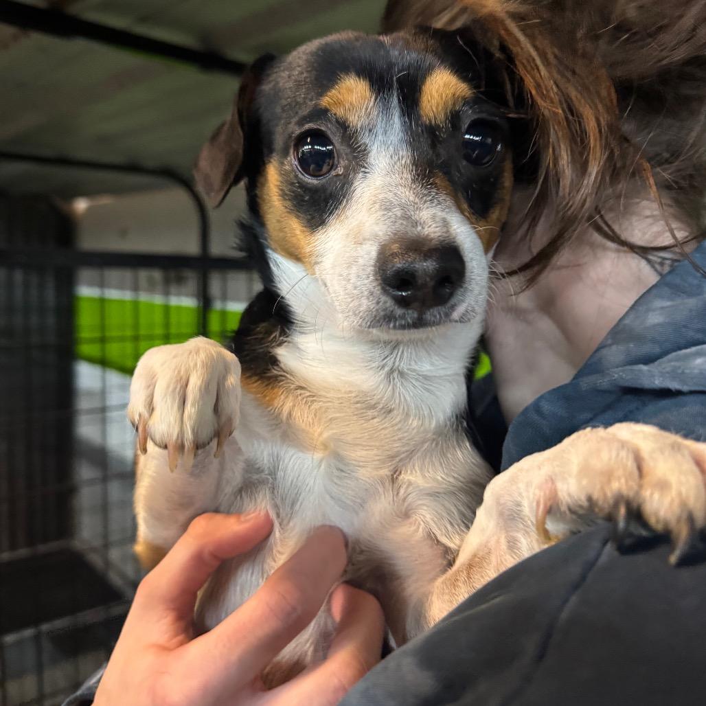 Duke, Adoptable, Young Male Chihuahua & Mixed Breed.