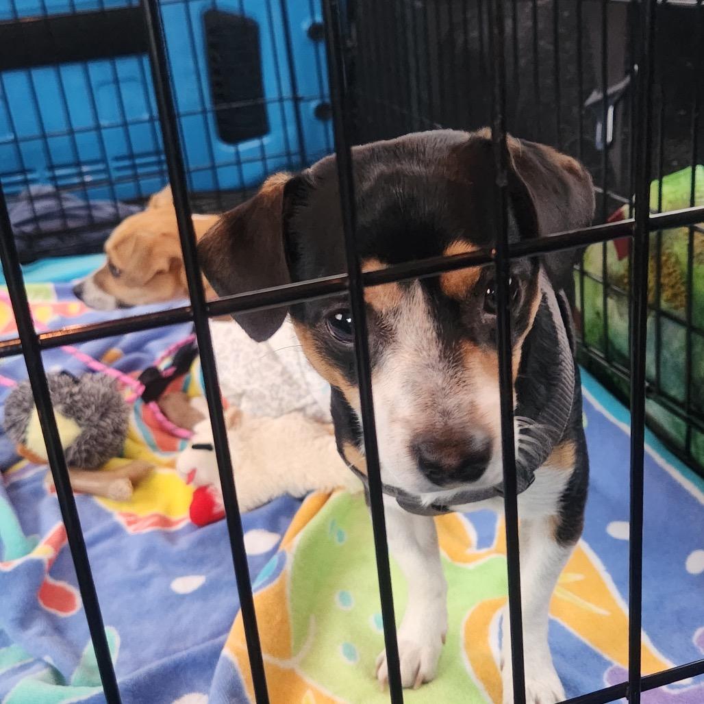 Enlarge Duke, a Adoptable mixed breed in Tacoma, WA image 2/3